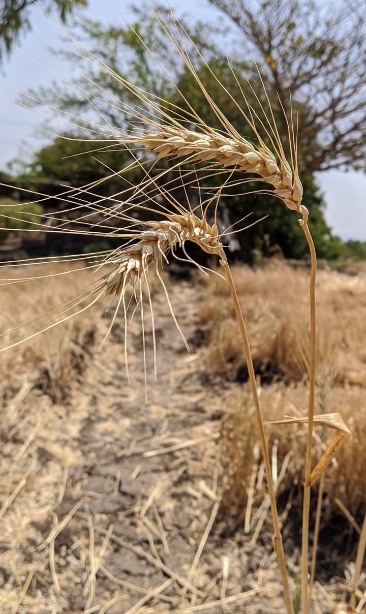 wheat
