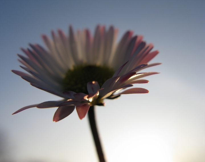 daisy