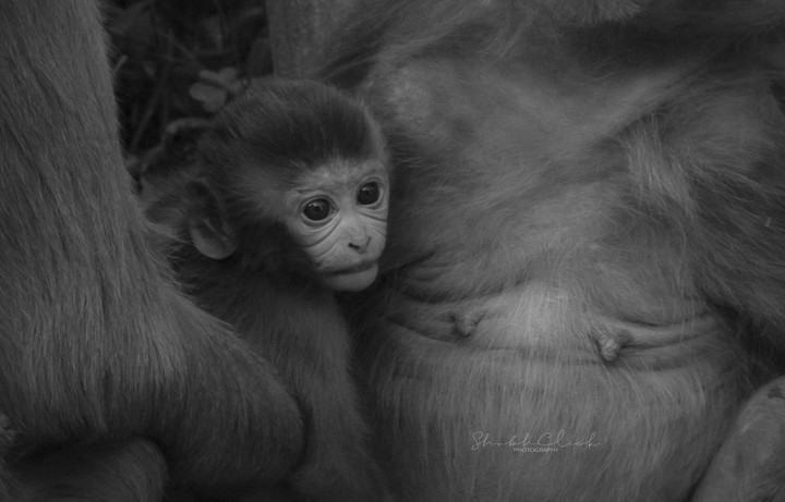 Mother's Protective Aura!