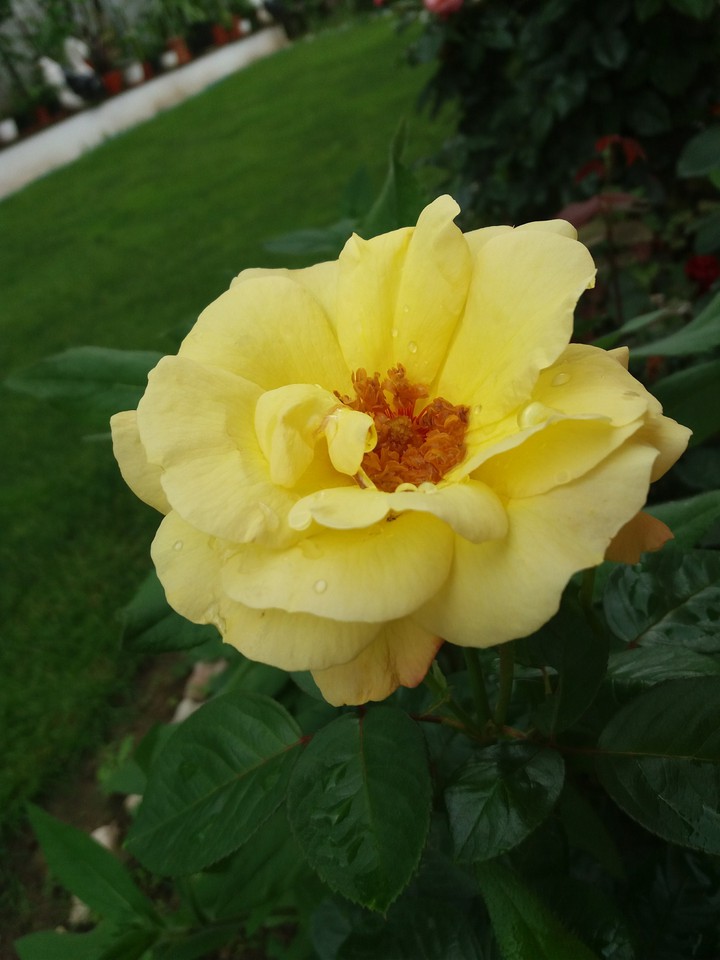 Yellow rose