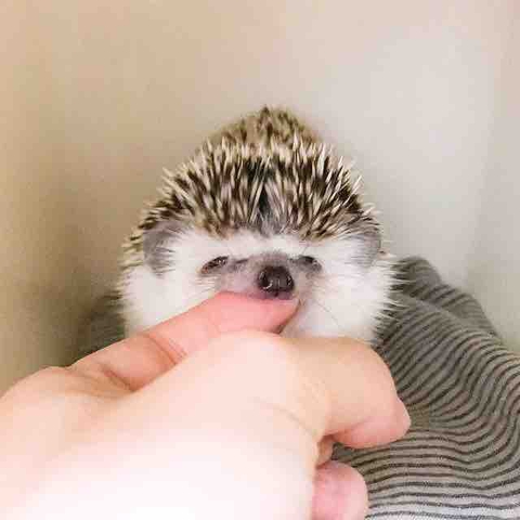 L