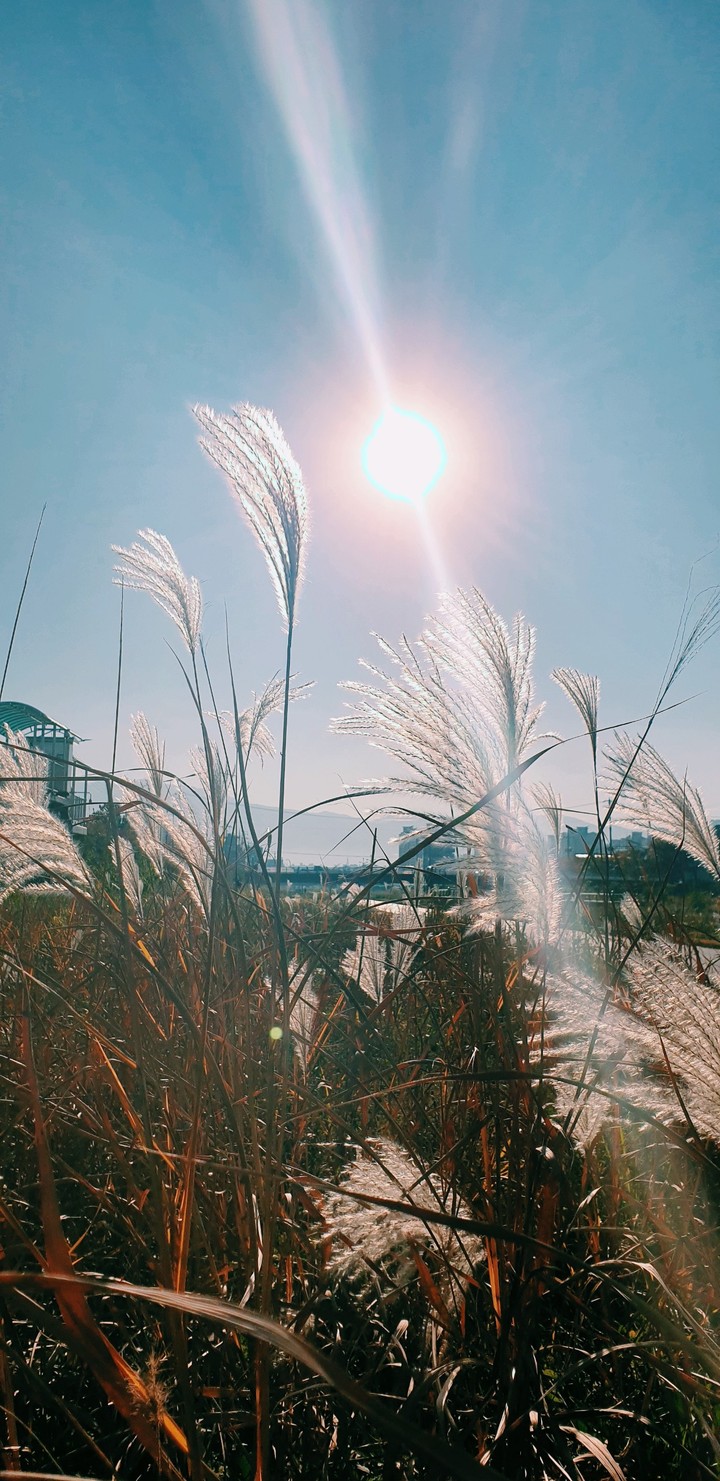 갈대