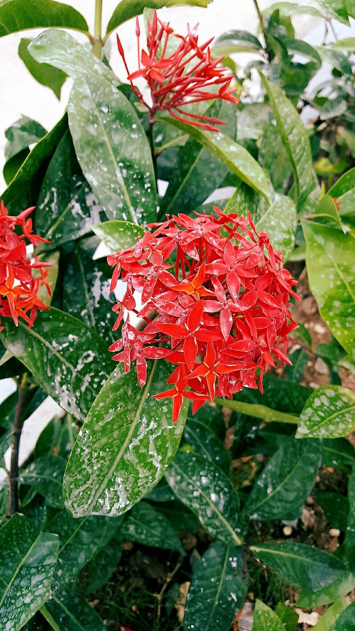 익소라 꽃