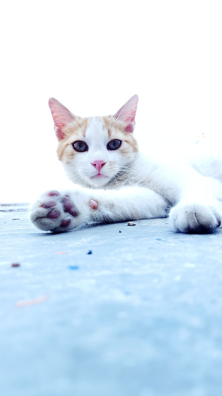 cat kedi