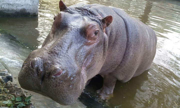 hippo