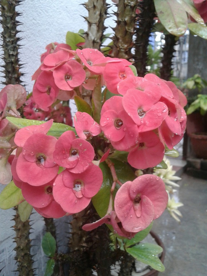 flower in rain