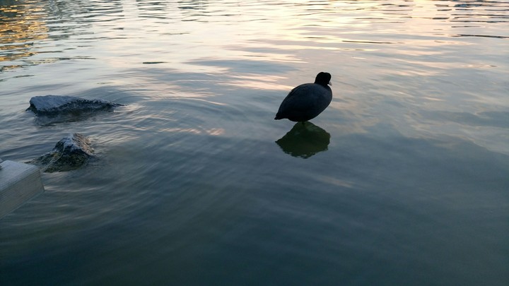 Bird