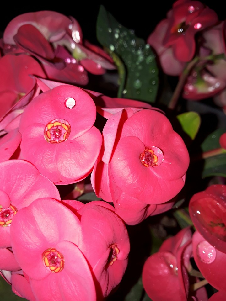 flor