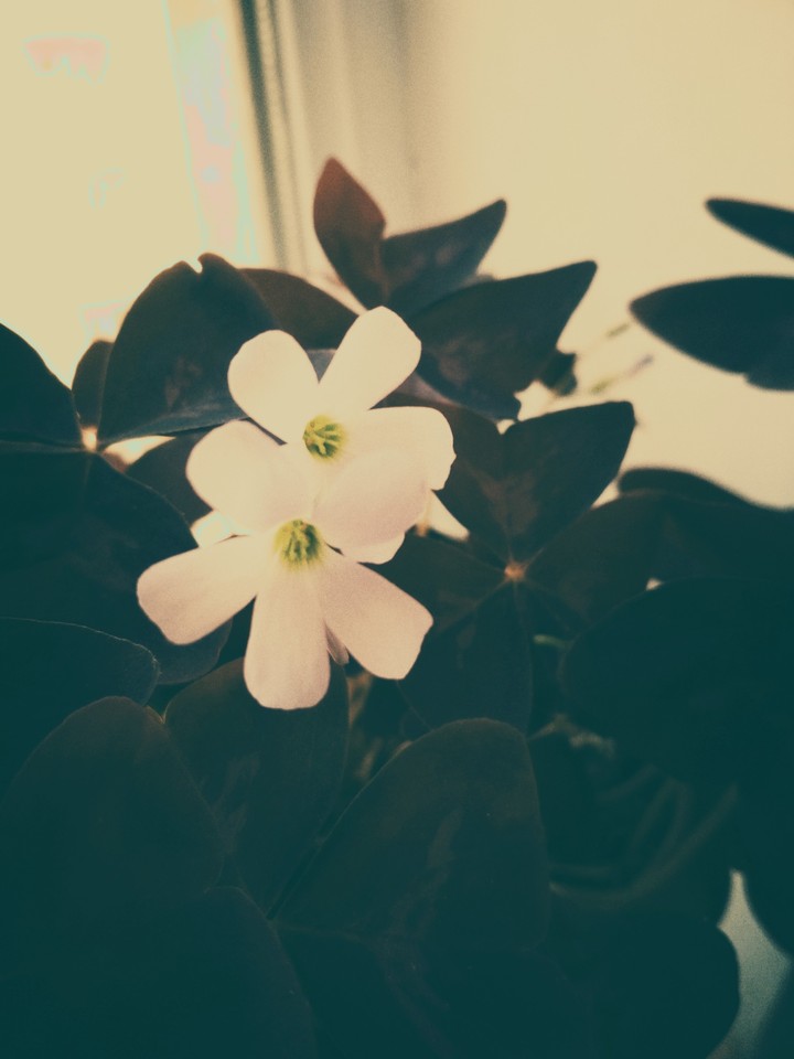 oxalis