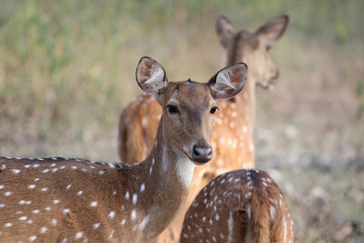 cute deer