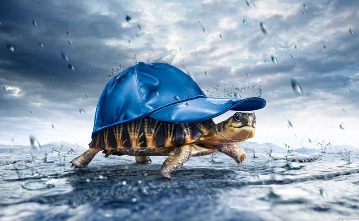 turtle