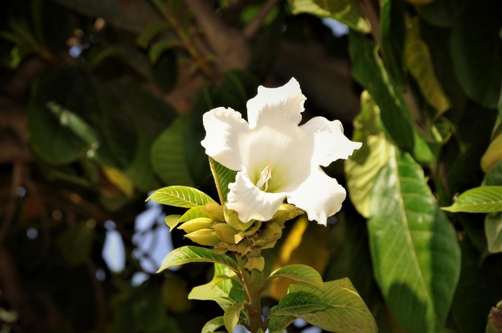 flower