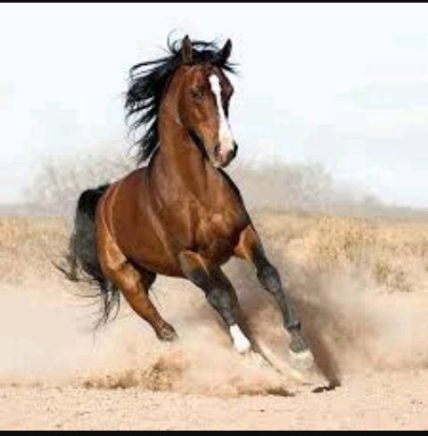 cavalo