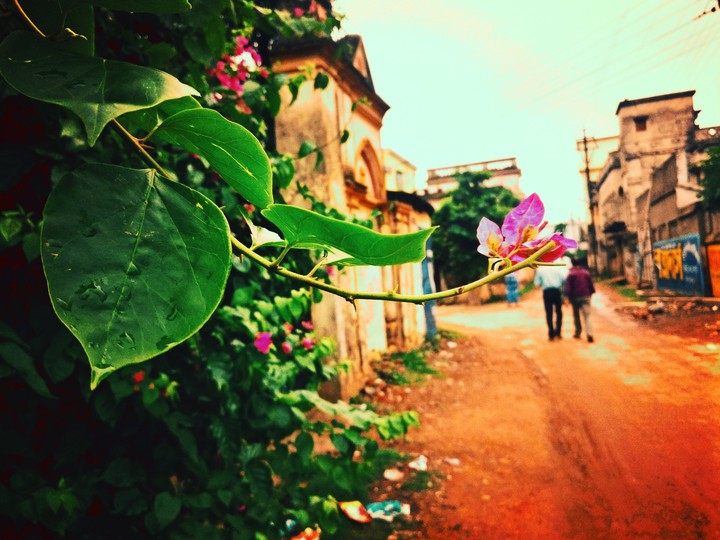 road side flower