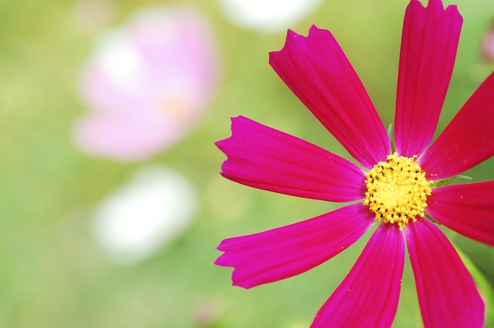 Cosmos
