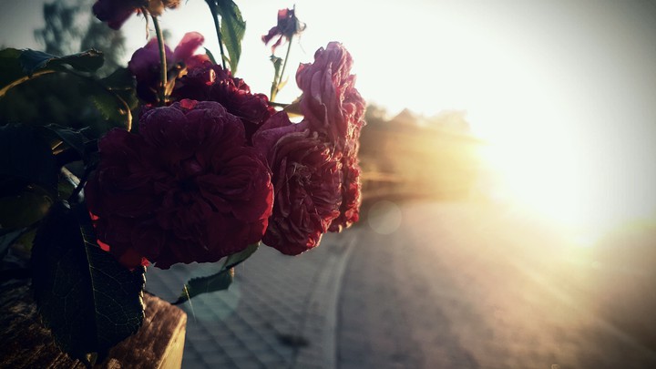 Rose im Herbst