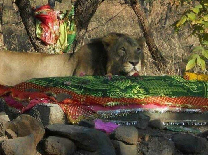 gujrat gir