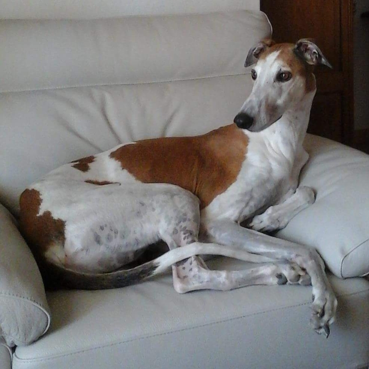 Fjord mon Greyhound
