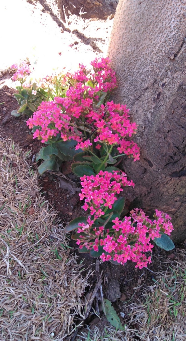 natureza