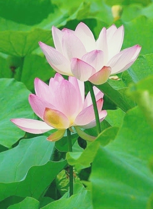 연꽃