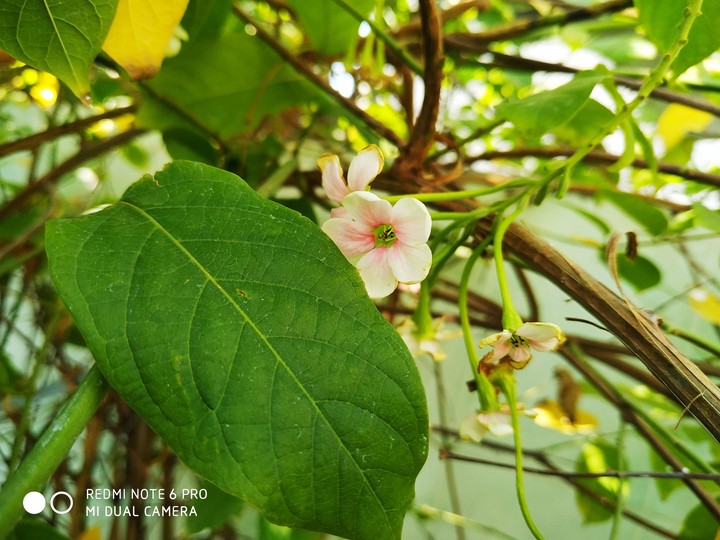 leaf, flowering Lilly