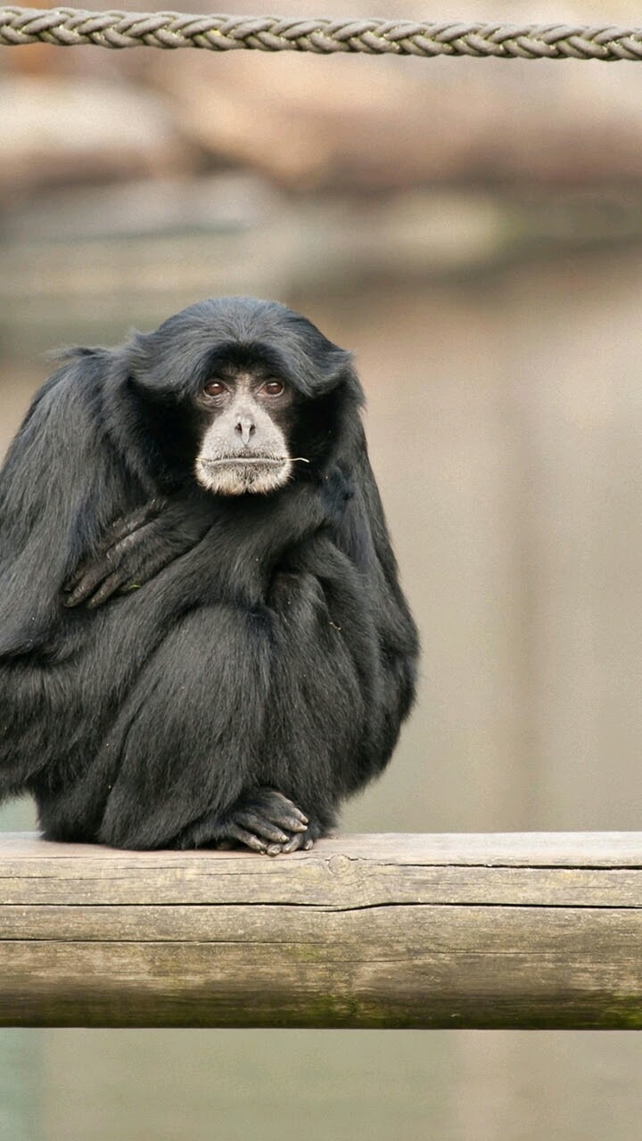 singe