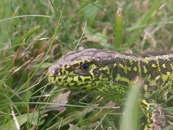 Lizard