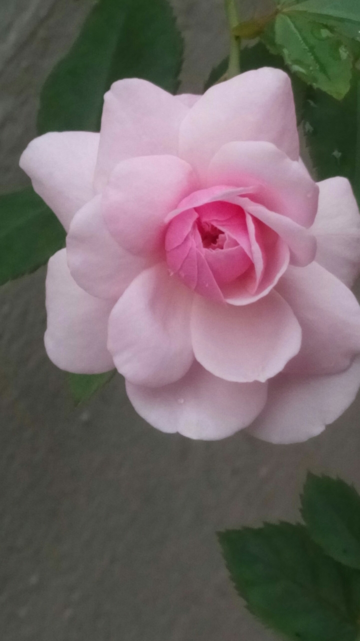 belful