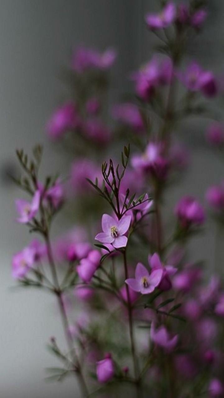 little purple flowers beautiful