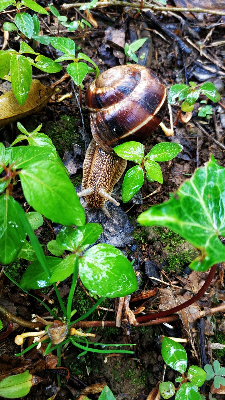 snail