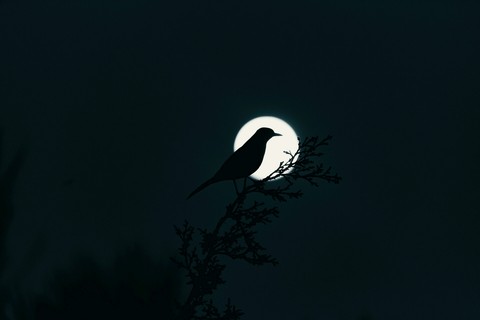 black bird