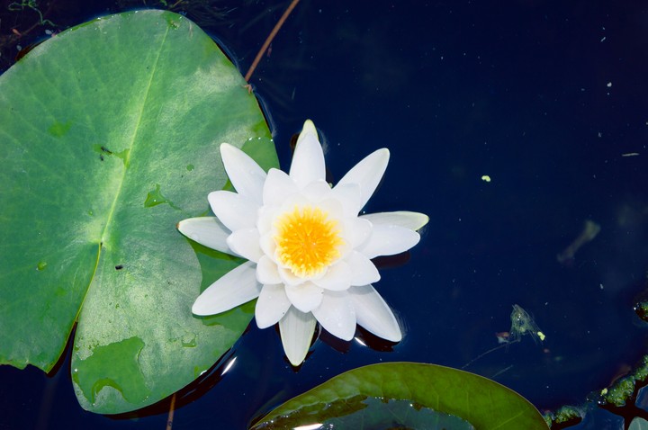 flower