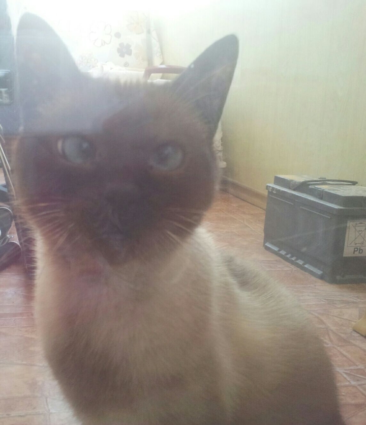 my cat 