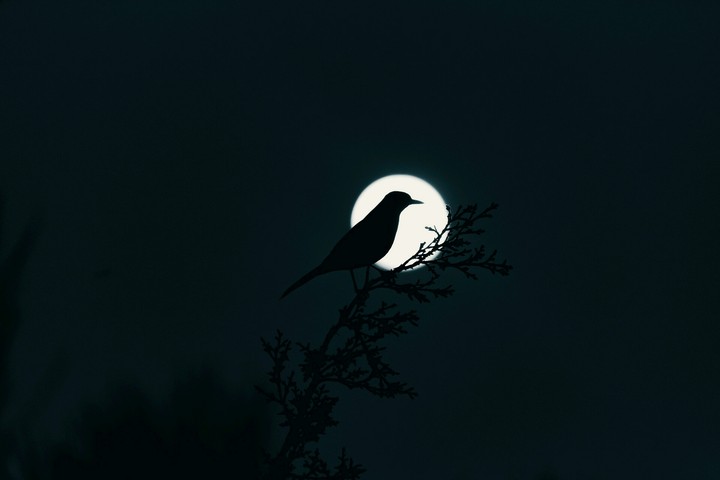 black bird