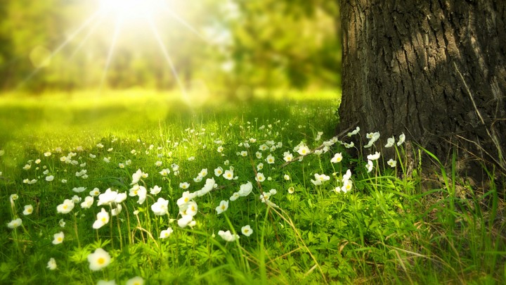 sunlight