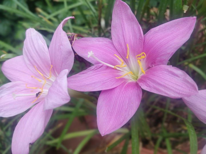 Pink Lilly
