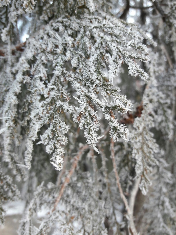 snow on fir tree 2