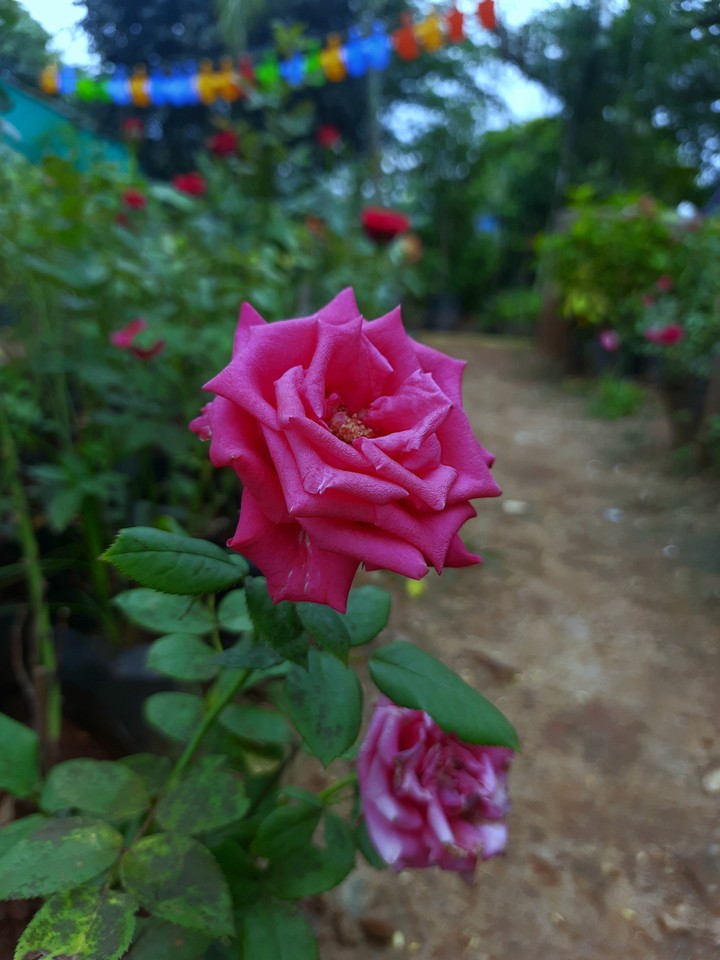 nature