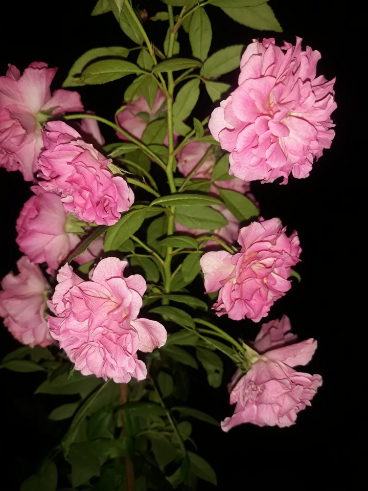 Fragrant Bunch