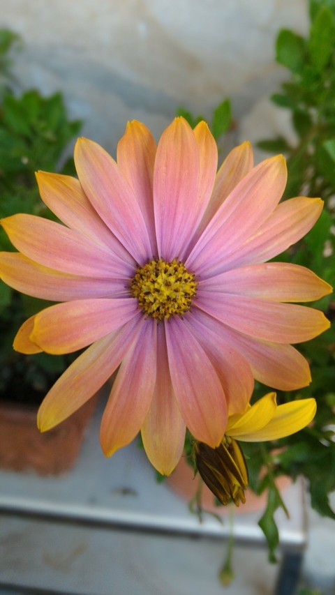 flower, petal háttérképek