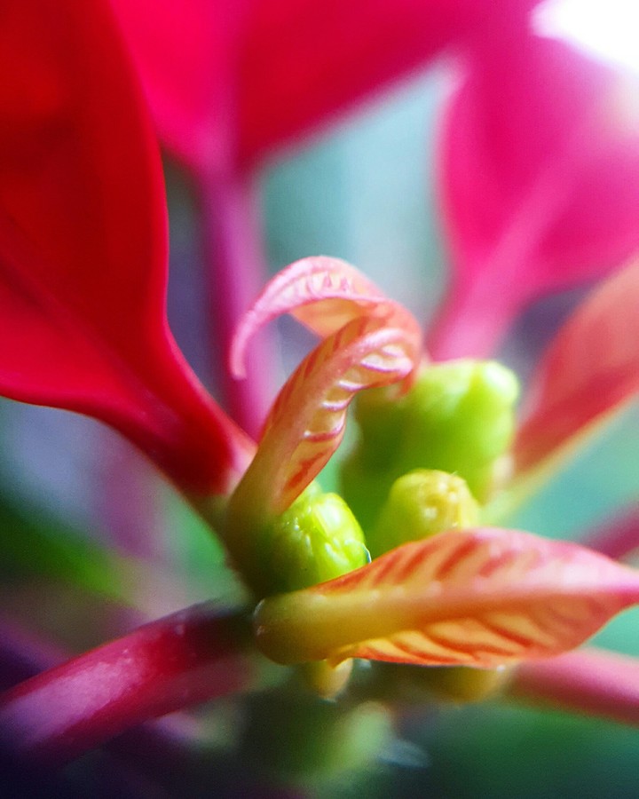 Macro Flower