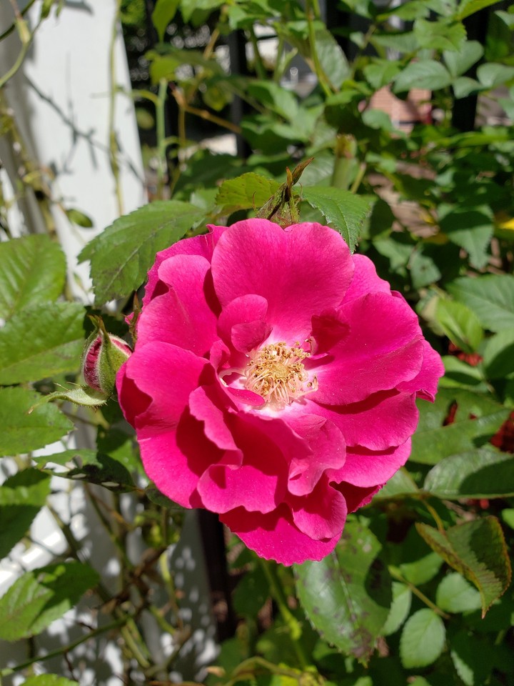 Red Rose