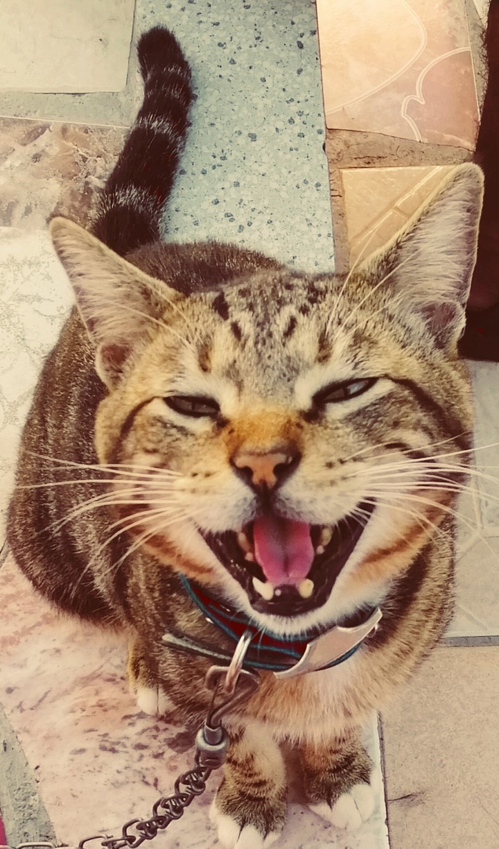 My little king