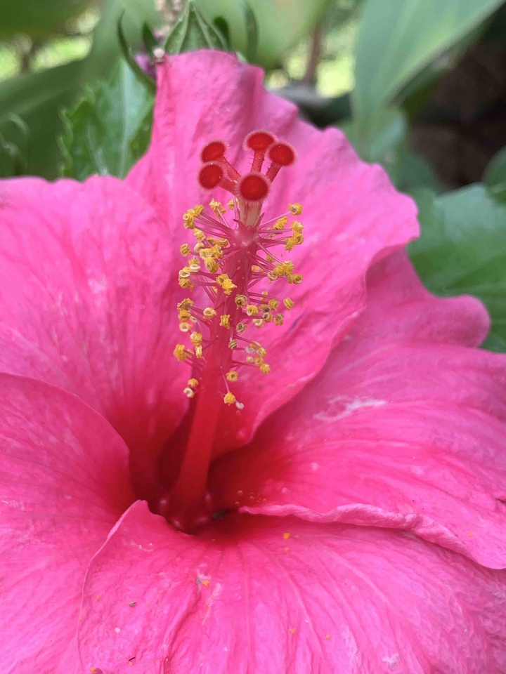 the Stigma, the Style of a Hibiscus