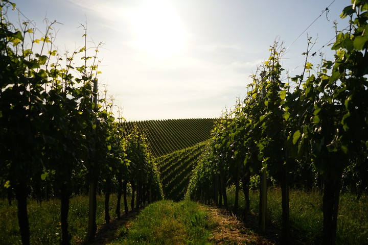 vinyards