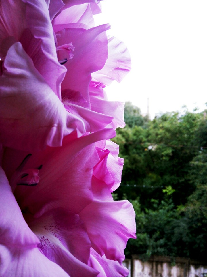 #gladiolus