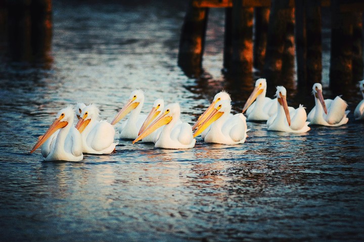 birds