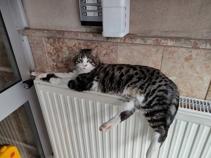 cat