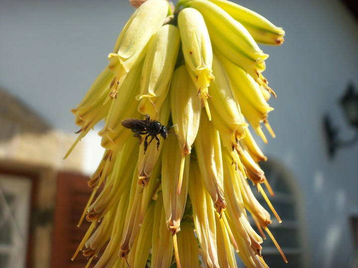 BRAZILIAN  BEE ARAPUÁ