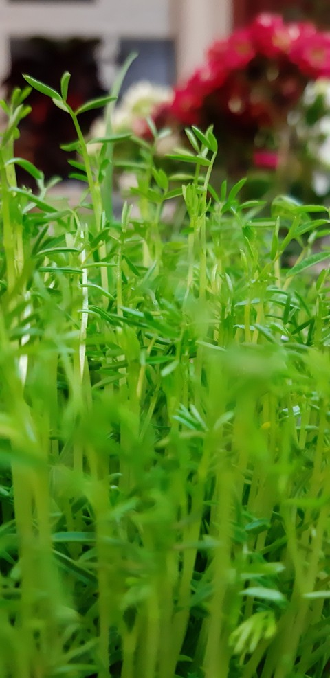 sfondi flower, grass